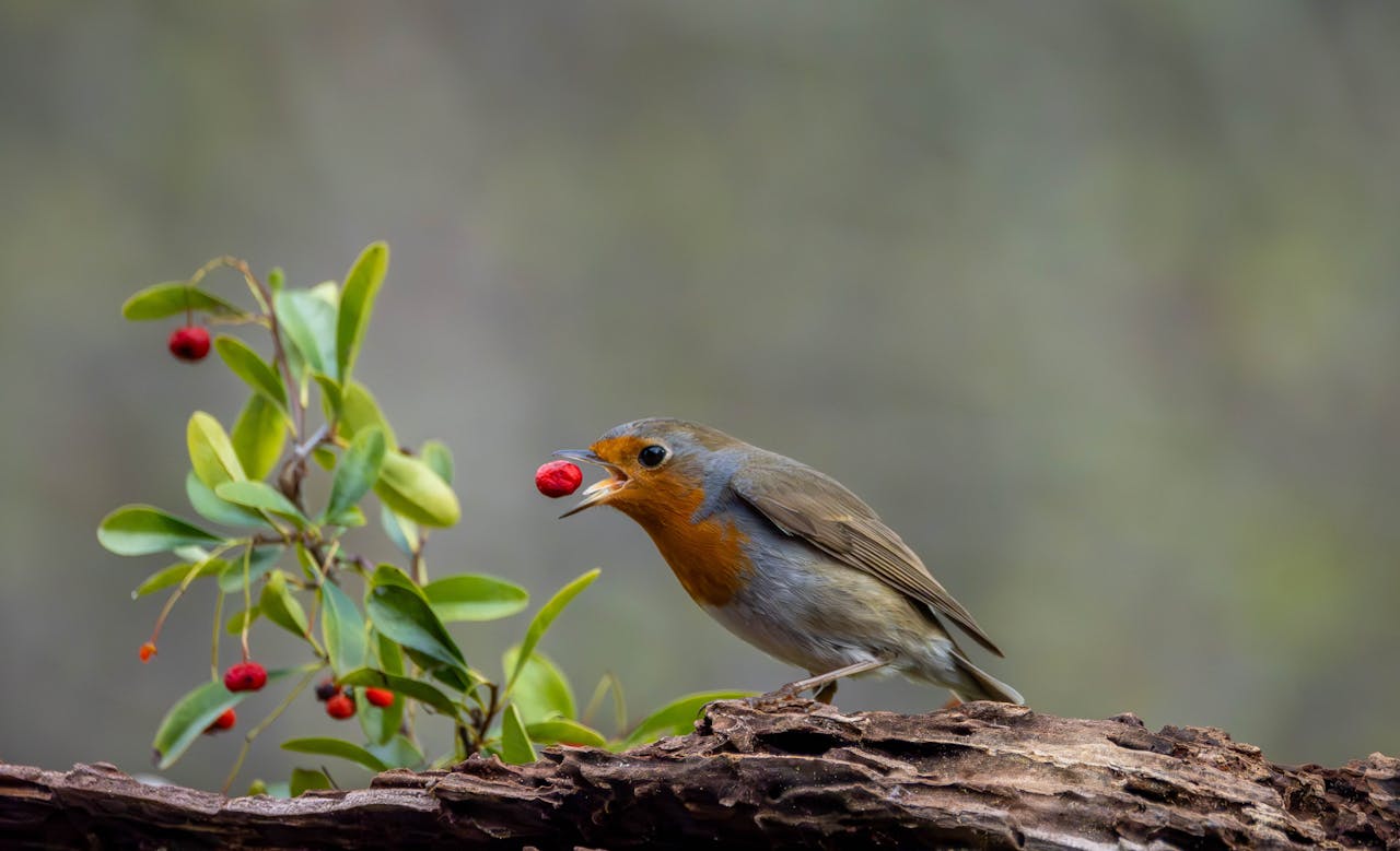 A European robin perched on a branch eating a berry in a natural setting.